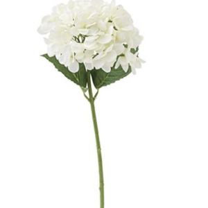 White Hydrangea Stem